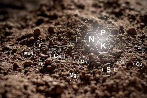 مزایا و معایت کود دی آمونیوم فسفات برای زعفران