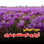 دوره آموزشی آبیاری تابستانه زعفران