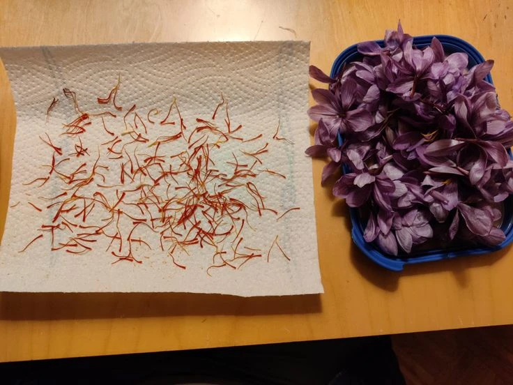 اشتباهات رایج خشک کردن زعفران در خانه