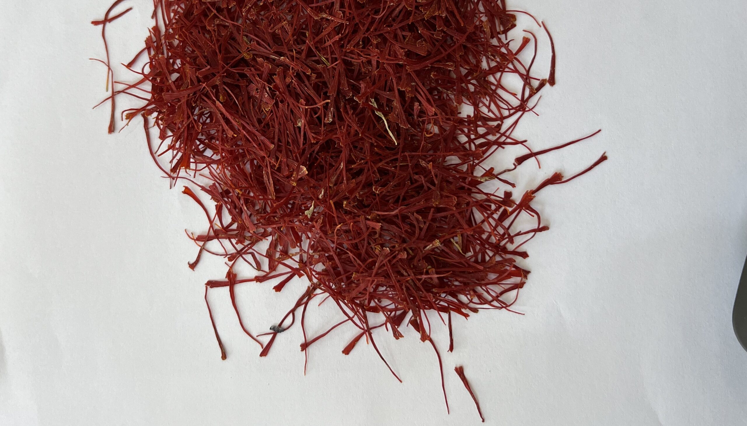 زعفران باران خورده