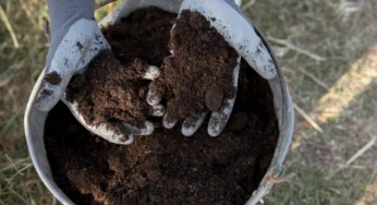 کود گوسفندی برای زعفران