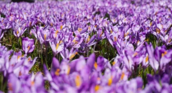 کود دهی آبیاری گل آب زعفران