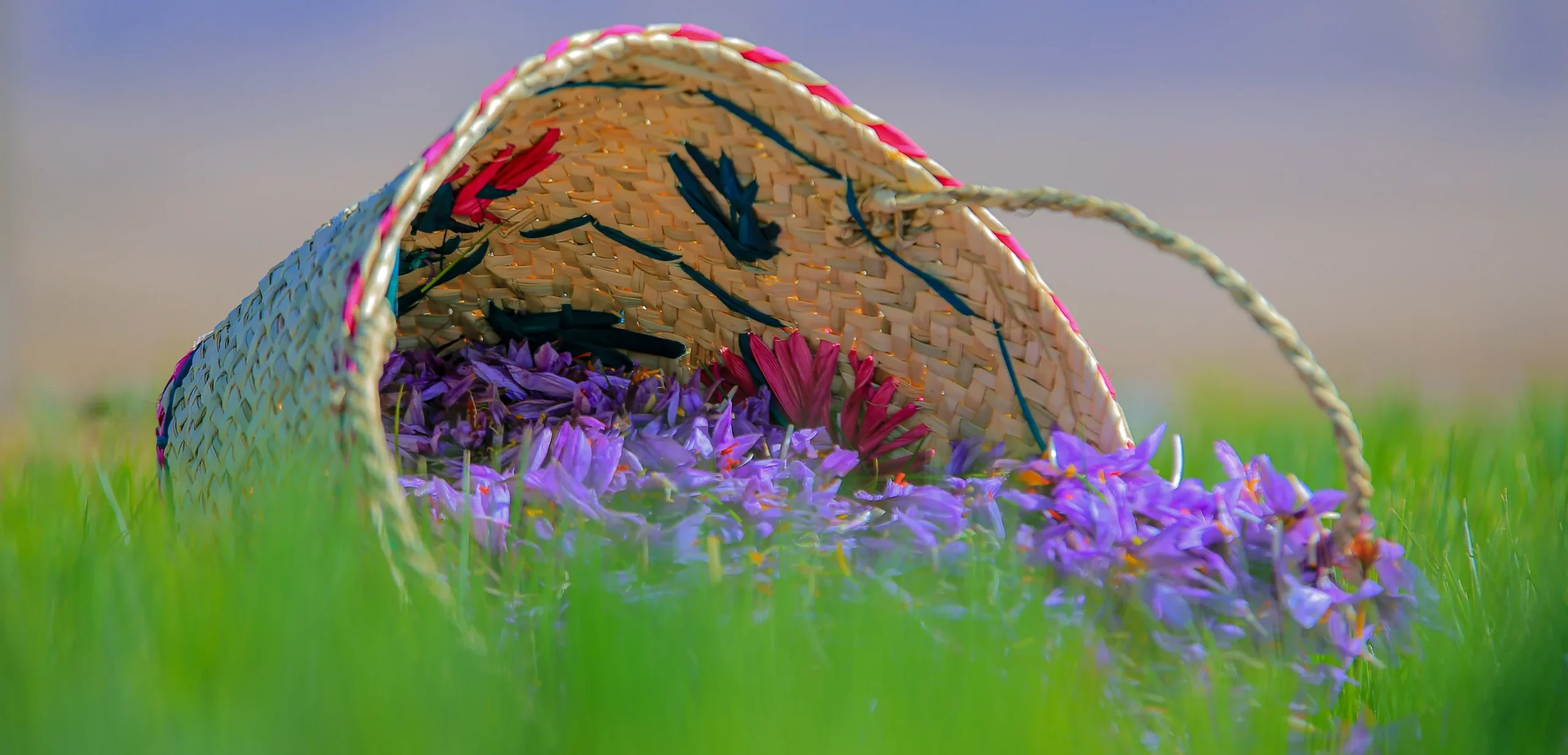 زعفران به چه مقدار کود فسفر بالا نیاز دارد؟