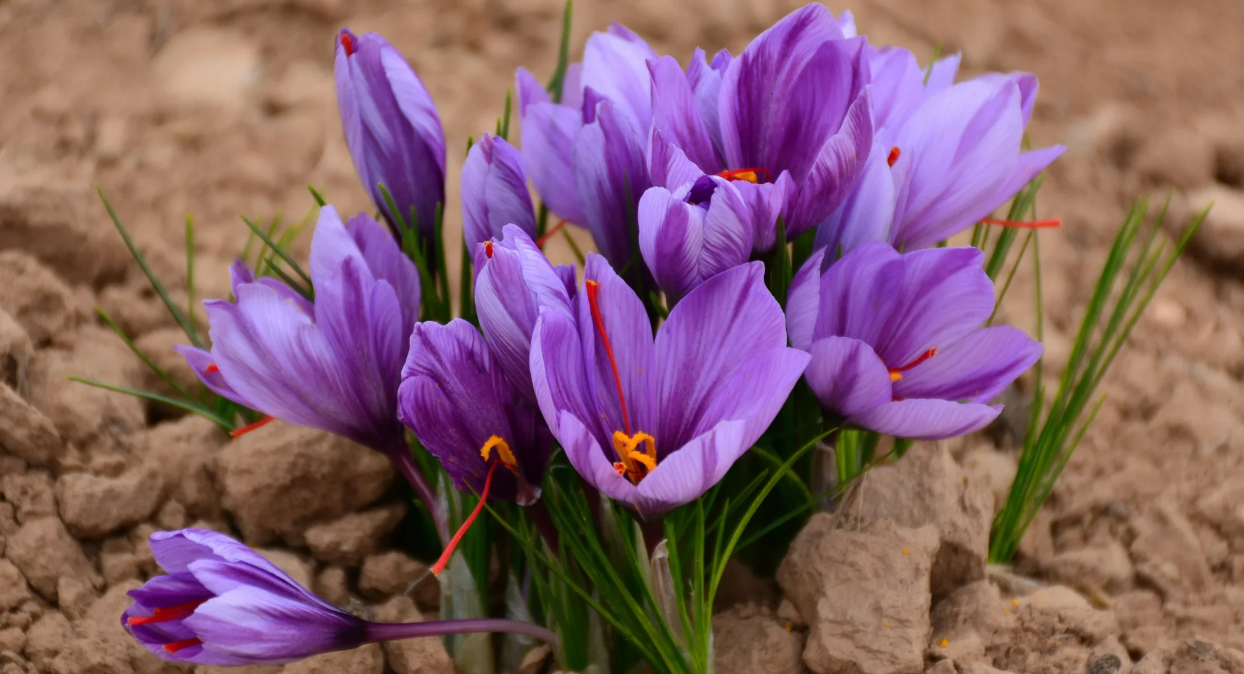 روش های مصرف کود فسفر بالا برای زعفران