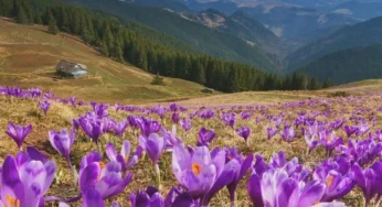 بهترین کود افزایش گلدهی زعفران