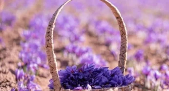 کود هیومیک اسید برای زعفران؛ بررسی ۷ فایده