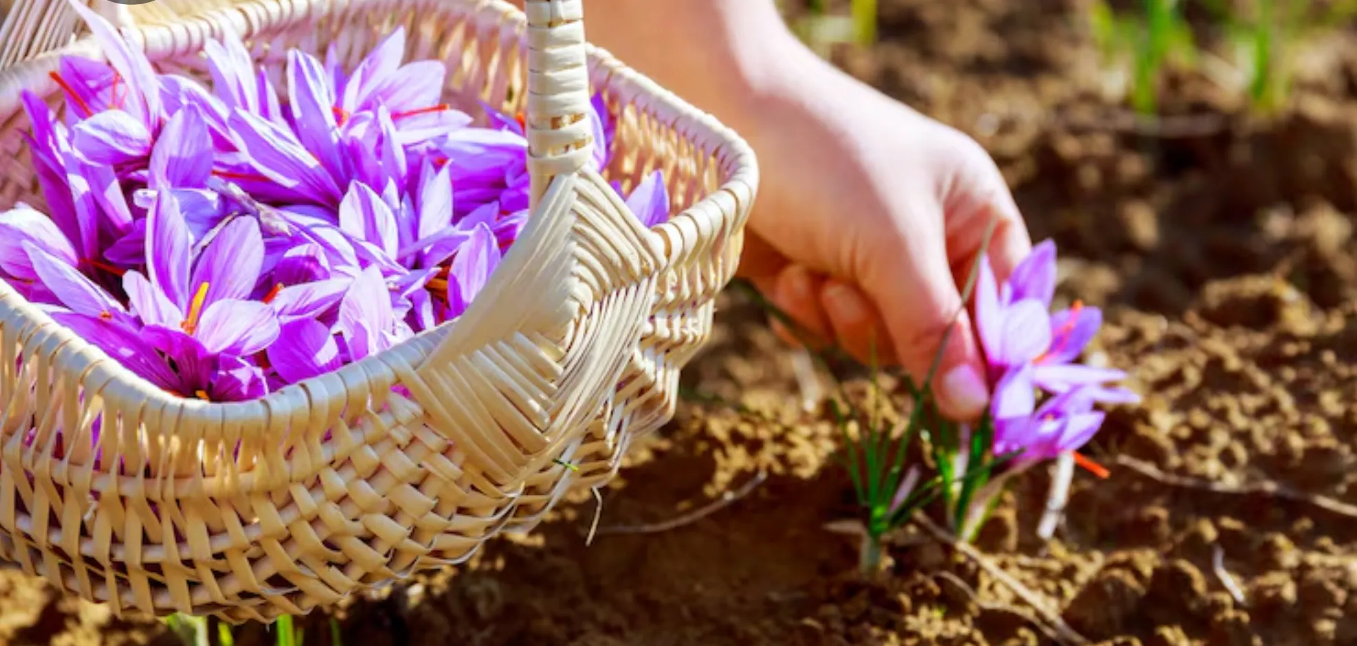 تفاوت قیمت زعفران گلخانه ای و زعفران کشت خاکی