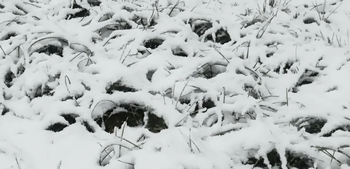 سرمازدگی مزرعه زعفران