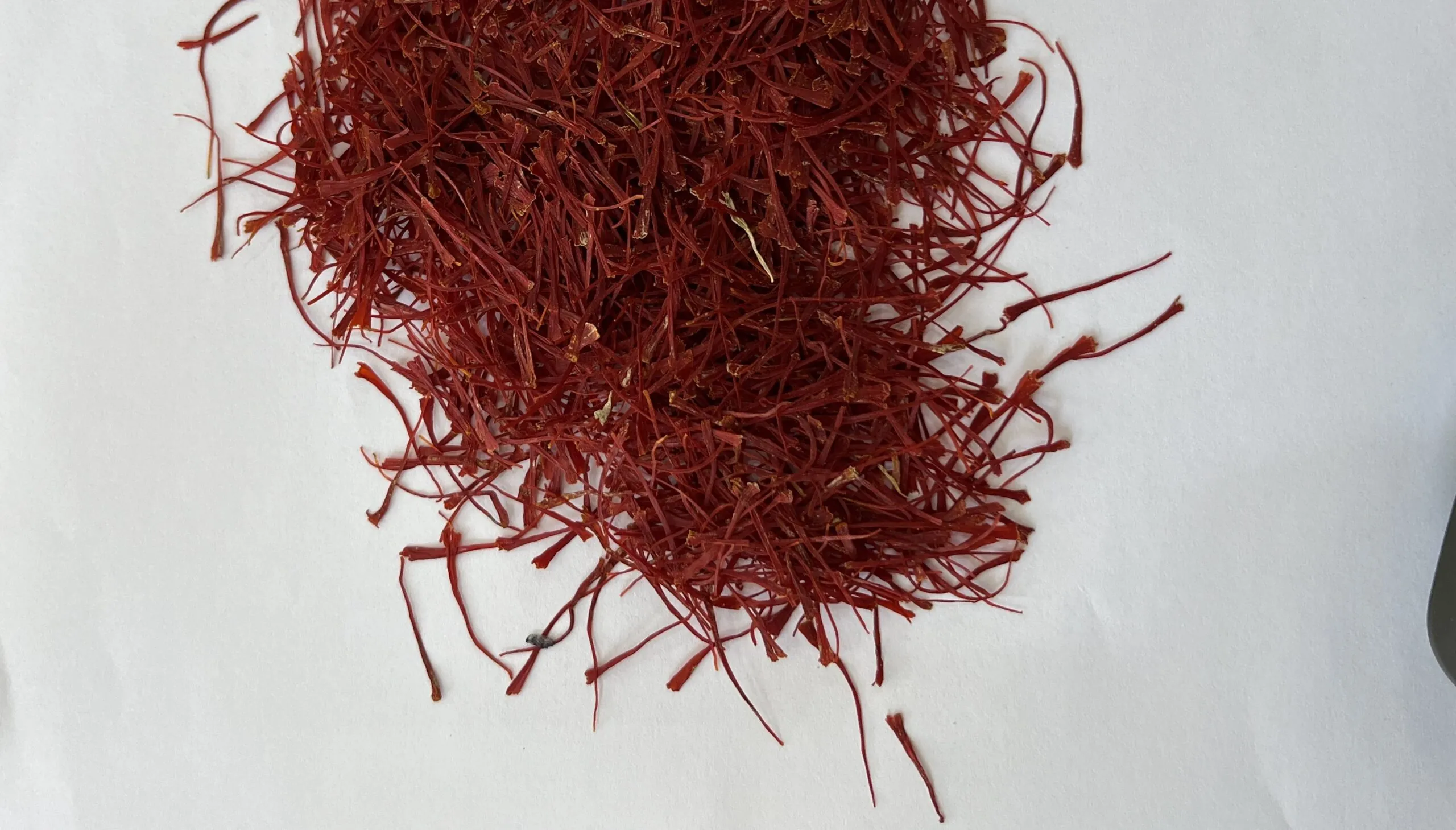 برداشت و خشک کردن غیر اصولی زعفران از دلایل شکست زعفران کارها