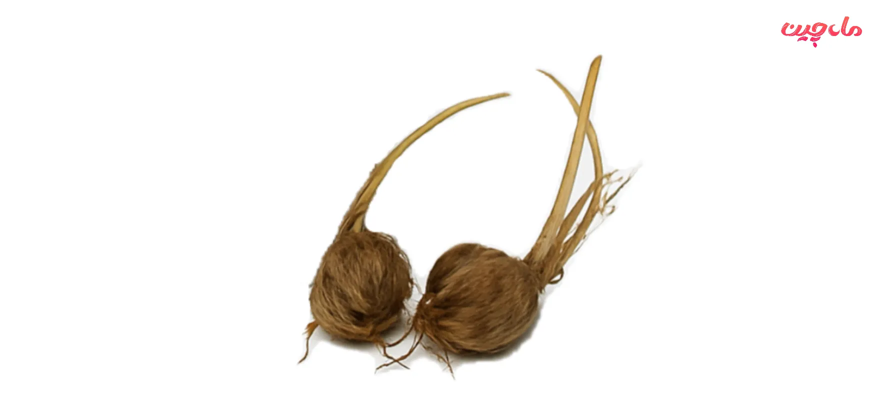 اصطلاحات کاشت زعفران