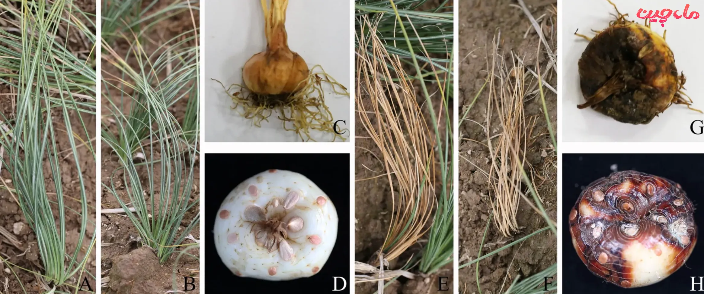 اصطلاحات کاشت زعفران