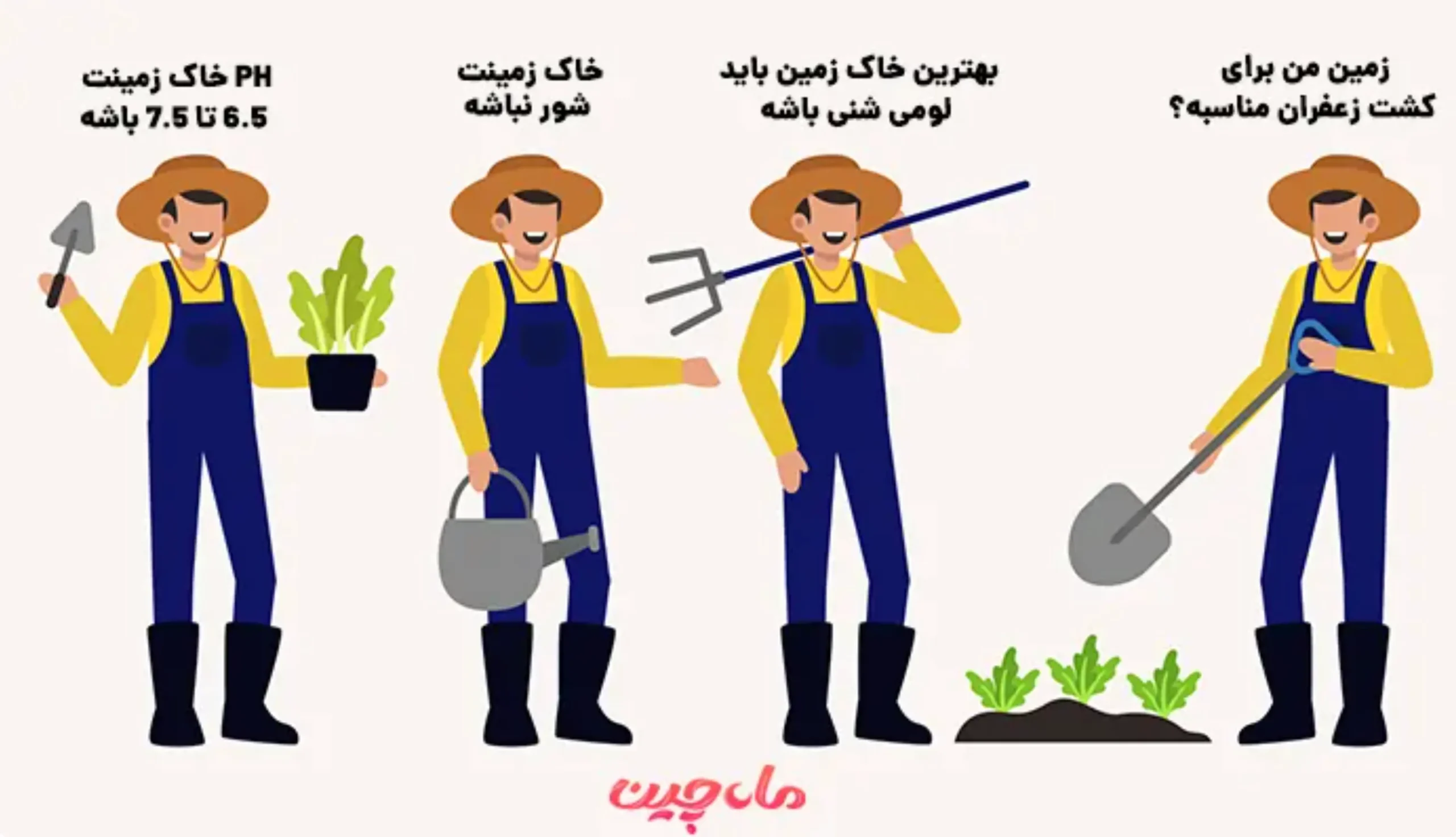 انتخاب زمین و پیاز زعفران