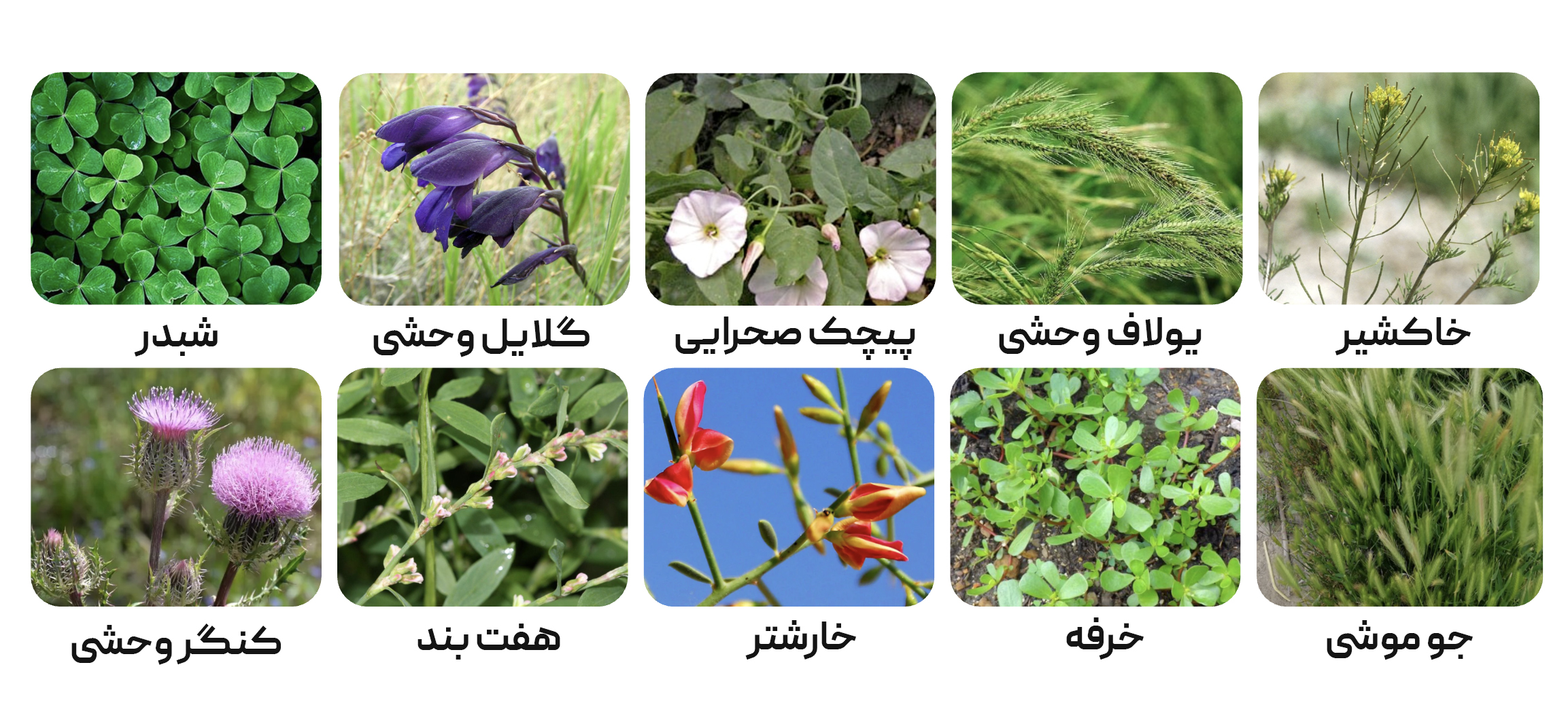 معرفی چند گونه از علف های هرز مزرعه زعفران