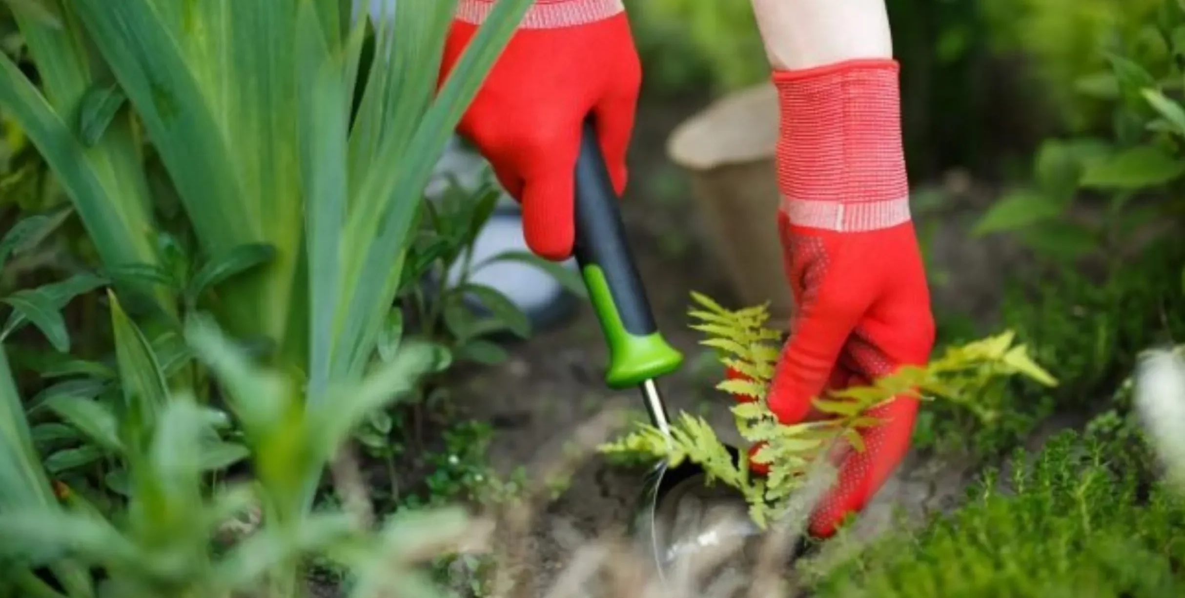 مبارزه با علف هرز زعفران