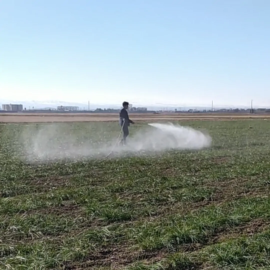 چرا محلول پاشی زعفران مهم است؟