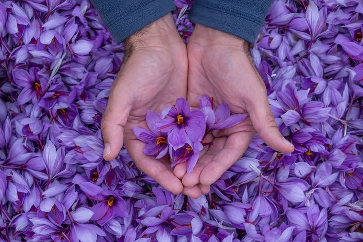 مراحل بعد از برداشت گل زعفران