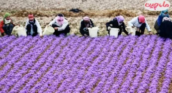 اصطلاحات رایج از کاشت تا برداشت زعفران برای کشت اولی ها