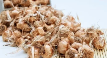 در هر متر مربع چند کیلو پیاز زعفران لازم است؛ راهنمای کاشت اصولی