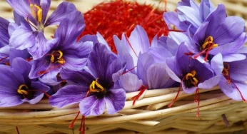 آموزش تصویری کاشت زعفران؛ گام به گام از کاشت تا برداشت
