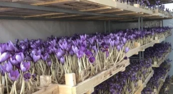 مقایسه زعفران گلخانه ای و زعفران کشت خاکی