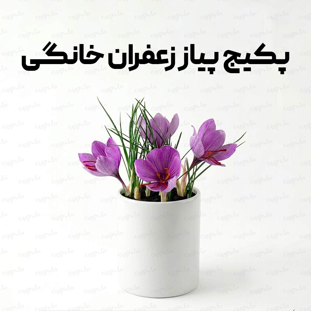پکیج کاشت زعفران در گلدان