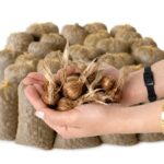 پیاز زعفران مخصوص کشت خاکی