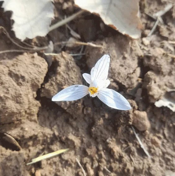 زعفران کوهی