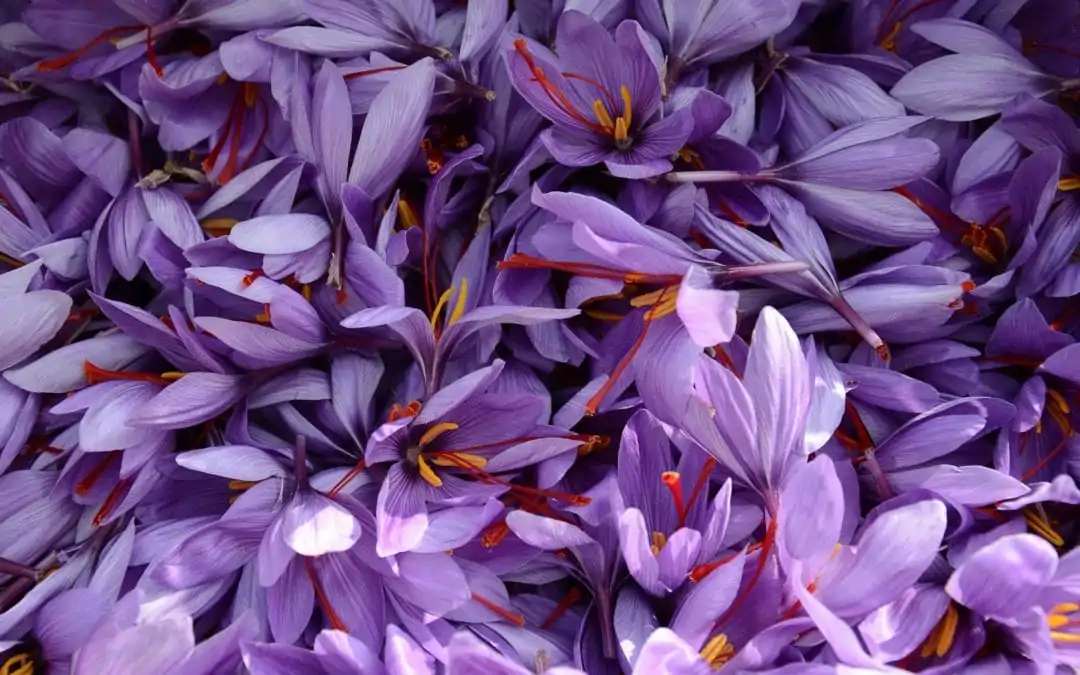 خواص گلبرگ زعفران