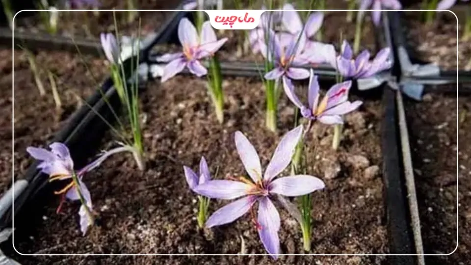 آبیاری زعفران
