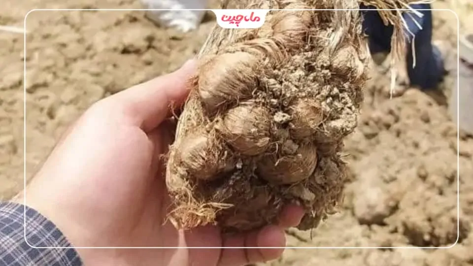 برداشت پیاز زعفران