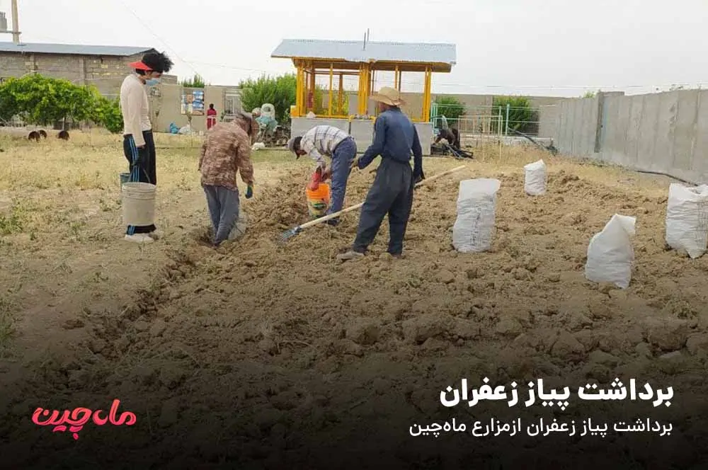 برداشت پیاز زعفران