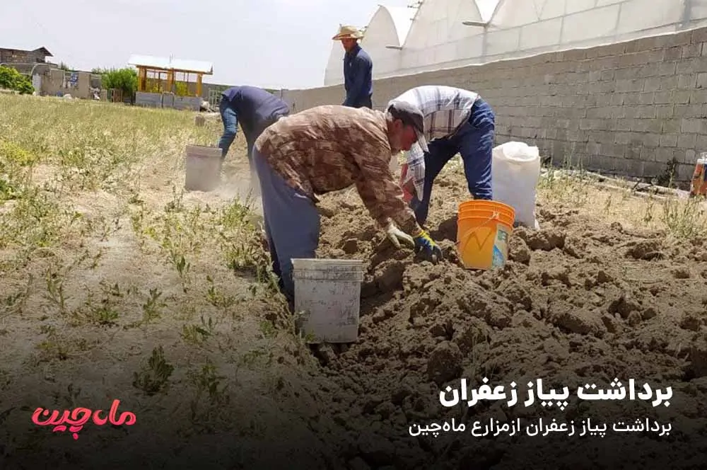 برداشت پیاز زعفران