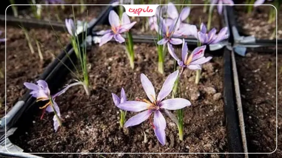کاشت زعفران در جعبه