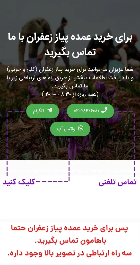 خرید پیاز عمده