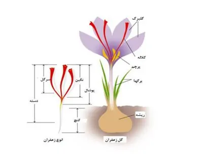 اجزای مختلف یک گیاه زعفران