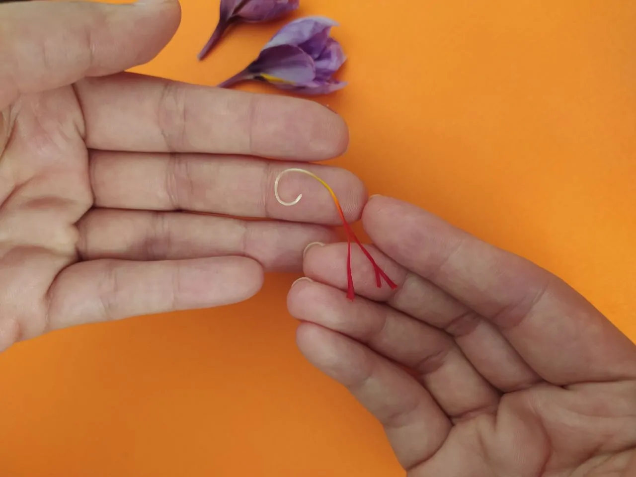 رشته‌ی زعفران کامل