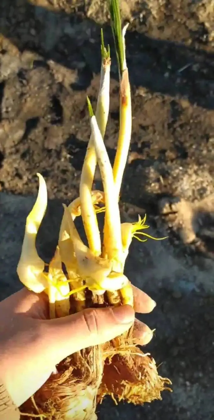سله شکنی مزرعه زعفران
