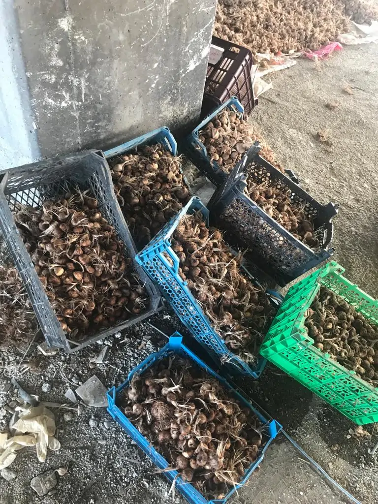 مراحل آماده سازی گلخانه زعفران