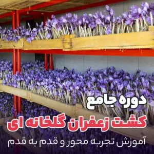 دوره آموزشی کشت زعفران گلخانه ای