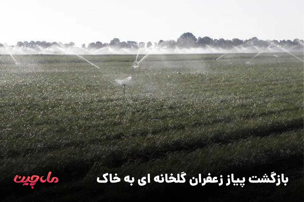 بازگشت پیاز زعفران گلخانه ای به خاک