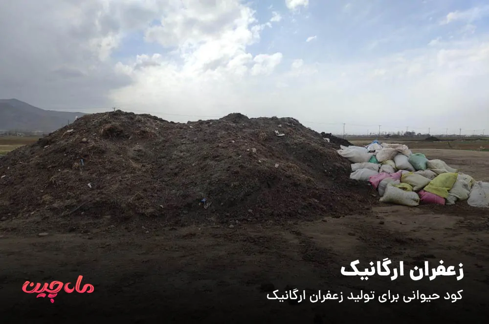 زعفران ارگانیک با کود حیوانی