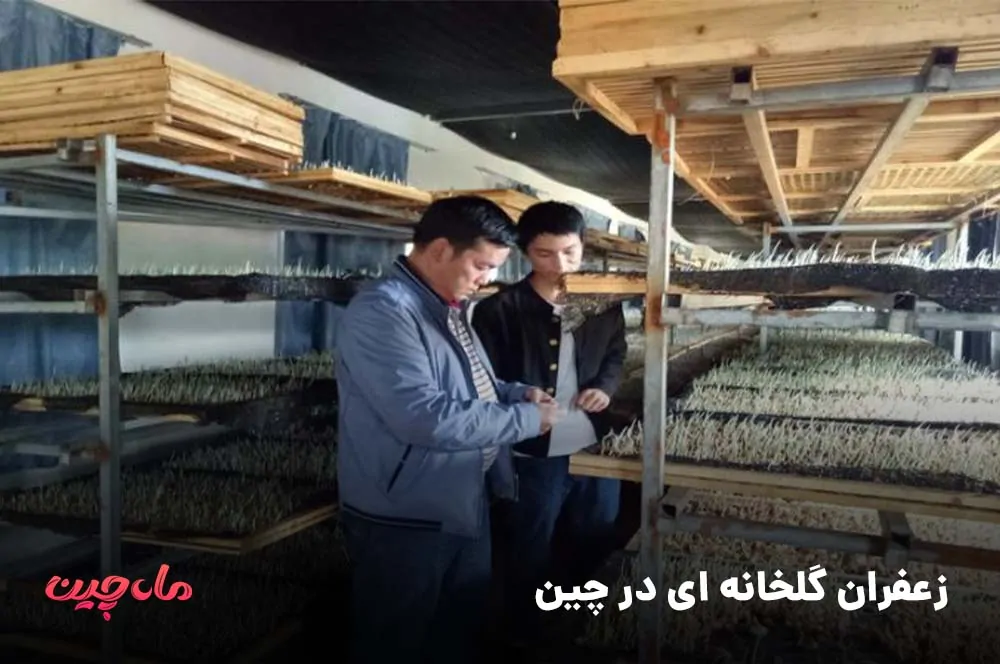 زعفران گلخانه ای در چین