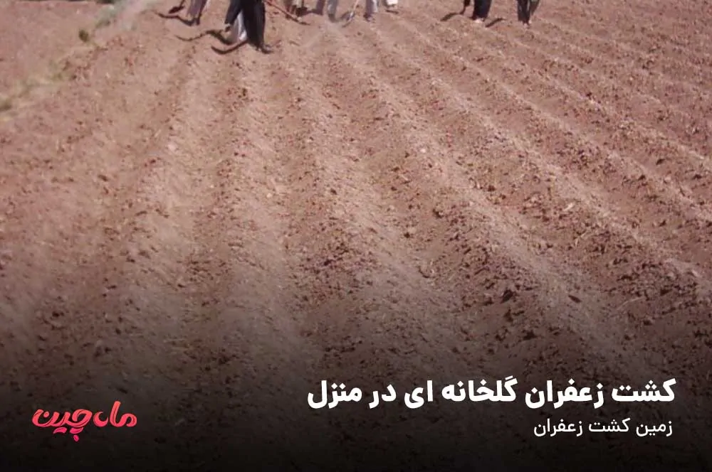 کشت زعفران گلخانه ای در منزل