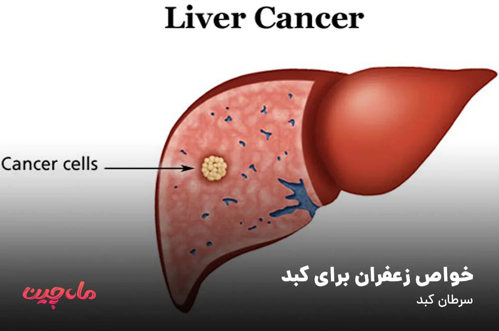 خواص زعفران برای کبد متابولیسم کبد