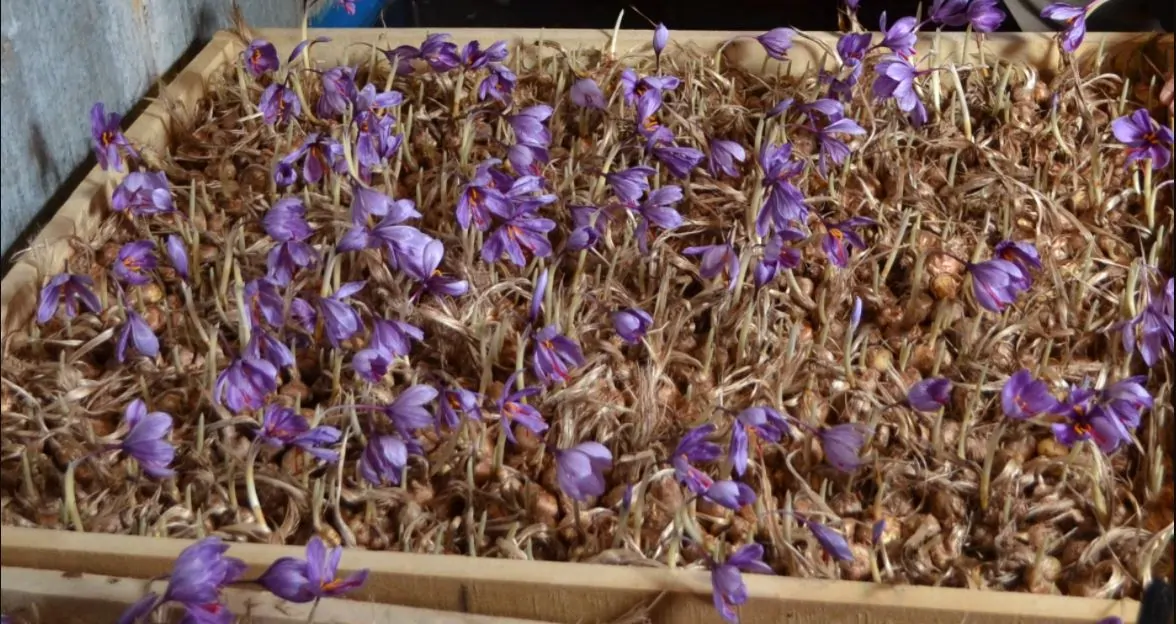 کشت زعفران گلخانه ای در منزل