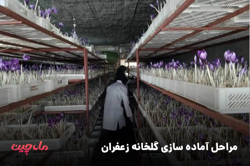 مراحل آماده سازی گلخانه زعفران