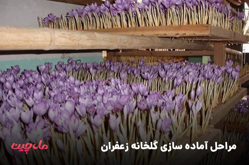 مراحل آماده سازی گلخانه زعفران