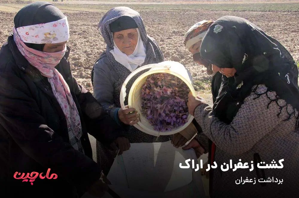برداشت زعفران در اراک