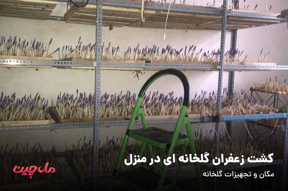 کشت زعفران گلخانه ای در منزل