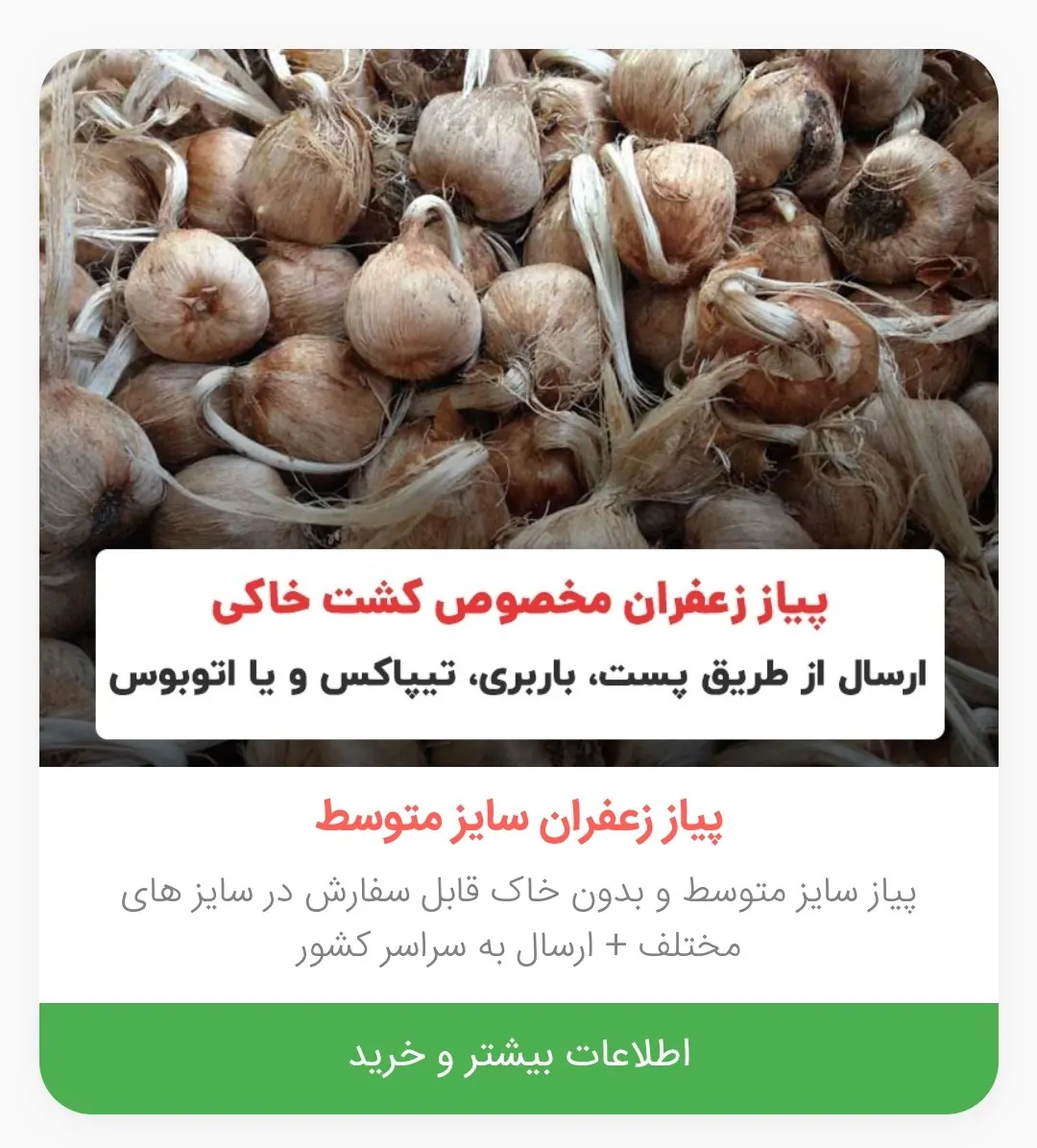 آموزش خرید پیاز زعفران
